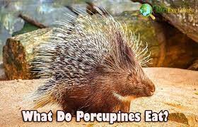 what do porcupines eat porcupines