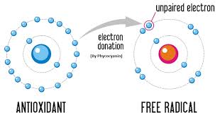 Image result for antioxidants