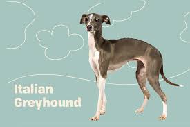 When you own an italian greyhound, you need to watch where you sit! Italian Greyhound Dog Breed Information Characteristics Daily Paws