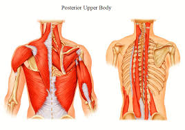 Reasonable Diagram Of Upper Body Muscles Body Organ Chart
