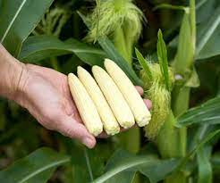 Is it possible to grow corn this late in the season?