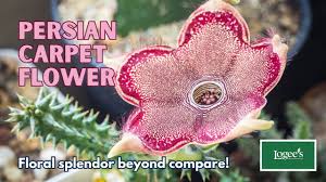 persian carpet flower fl splendor