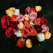 rose color meanings of 8 diffe