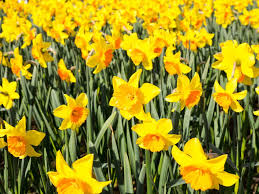 The Best Place to See Daffodils Is in This Small Town in New York - Daffodil Destinations