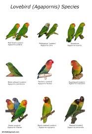 Love Bird Chart Love Bird African Lovebirds Pet Birds