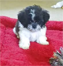Maybe you would like to learn more about one of these? Shih Tzu Puppies For Sale In Ohio