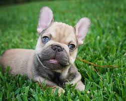 French bulldog puppies for sale often suffer from breathing problems due to their short muzzles and, as such, you should let them take the lead on the level of exercise while out and about. Woodlands Frenchies French Bulldog For Sale In Houston Texas