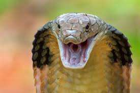 El veneno de las serpientes y la saliva de los mamíferos comparte un origen  común