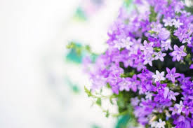 Purple Flowers Pexels Free Stock Photos
