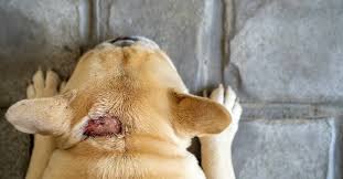 vet talks hot spots on dogs cause