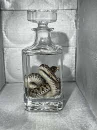 checkered garter snake - small - Wet specimens/preservations - Flair 4 Fur  Critter Care - Pet Grooming | Sinton