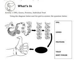 The presence or absence of proteins. How Do Proteins Relate To Traits Explore Dna Structure Function Chromosomes Genes And Traits And How This Relates To Heredity Artis Artis Yang Meninggal Di Usia Muda