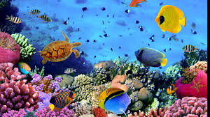 fish aquarium wallpapers top free