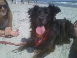 pet friendly beaches in myrtle beach