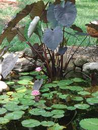 The elephant ear plant can also be mildly poisonous to cats and dogs. Koi Ponds Don T Need To Look Like Black Liner Pools Landscaping My Nashville Home