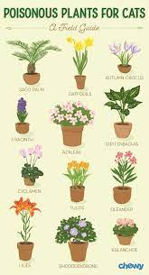 Plants Are Poisonous To Cats Cattery
