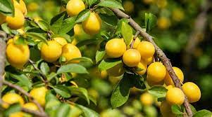 15 fruit trees that can grow in the