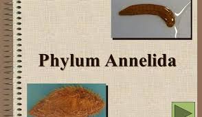 Phylum Annelida General Characteristics And Classification
