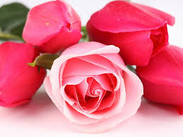 flowers rose pink love hd wallpaper