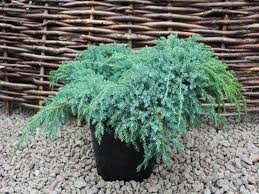 juniperus squamata blue carpet 7 5l pot