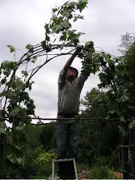 The Diy Garden Arch Easy Organic And