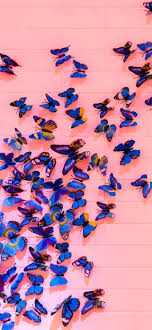 blue erfly wallpaper 4k pink