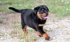 rottweiler breed characteristics care