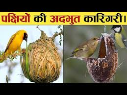 nest build by birds in hindi