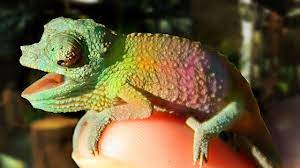 my rainbow chameleon had 23 es