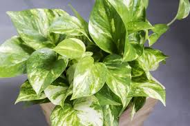 Epipremnum aureum is a species of flowering plant in the arum family araceae, native to mo'orea in the society islands of french polynesia. Is Golden Pothos Poisonous To Cats And Dogs