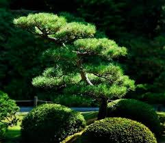 Japanese Garden Plants Awesome
