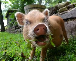 Mini pigs, micro pigs, tea cup pigs and even pot when keeping pet pigs you will notice that your pigs love attention and will bask in being spoken to. About Pet Pigs Ross Mill Farm