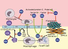 The hdl companies is a pioneer and leader of auditing, operations, and revenue solutions for public hdl services provide the revenue and key economic insights you require to effectively lead your local. High Density Lipoprotein Wikipedia
