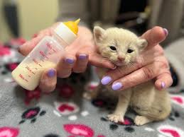 napa kittens could use your help napa