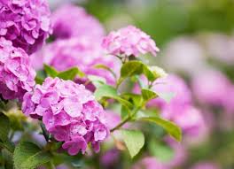 hydrangeas poisonous to cats and dogs