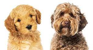 labradoodle puppy growth and