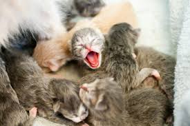 what to expect with newborn kittens