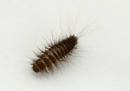 • 352 просмотра 2 недели назад. How To Spot If Carpet Beetles Are Living Inside Your Home This Winter Grimsby Live