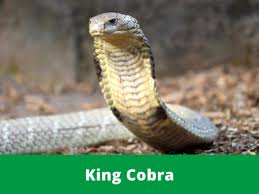 Getting your pet and the equipment right the first time is the easiest way to ensure a long and happy relationship with your new slithering friend! King Cobra Australian Reptile Park