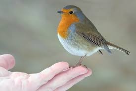 Focus On: Robins of the North - BirdGuides