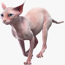 animated sphynx cat 3d models for