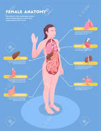 Check out amazing internal_organs artwork on deviantart. Female Anatomy Isometric Info Graphics With Woman Body And Internal Royalty Free Cliparts Vectors And Stock Illustration Image 123535774