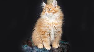 We'd love to hear your experiences! Maine Coon Cat Insurance Facts Info Advice Tesco Bank