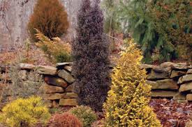 Evergreen Varieties Add Color To Your