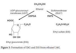 The Kinetics Of Ethanol Markers And The Impact On Steroid