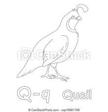 Quail in the evening, manna in the morning they began to complain about not having food, so god provided manna and quail. Q For Quail Coloring Page Canstock