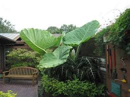 Their large leaves make a wonderful show in the garden, but they are not hardy in northeast ohio. Colocasia Gigantea Thai Giant Z8 10 Ave 4 7 Sq Bring Whole Fam Indoors Over Winter Store Same Way As Can Plants Alocasia Plant Elephant Ears Garden