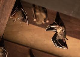 can bats cause damage to your home