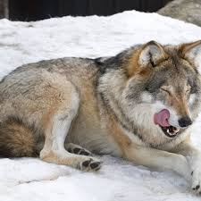 do wolf dog hybrids make good pets