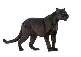 black panther vs black jaguar what